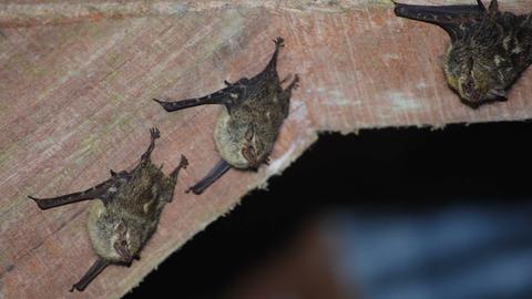 Drei Sackfledermäuse (Saccopteryx bilineata) hängen an einem Holzbalken.