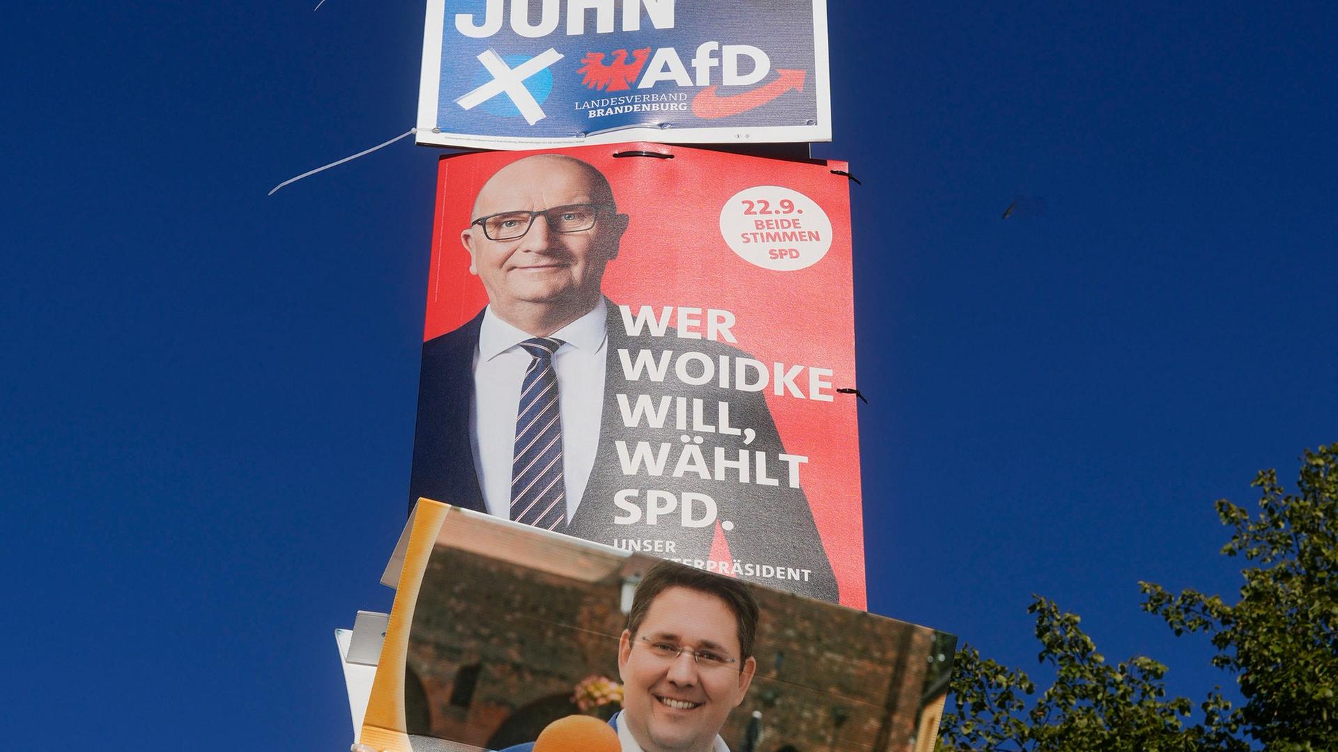 Wahlplakate der AfD, SPD und Freien Wähler zur Landtagwahl in Brandenburg hängen übereinander.
      