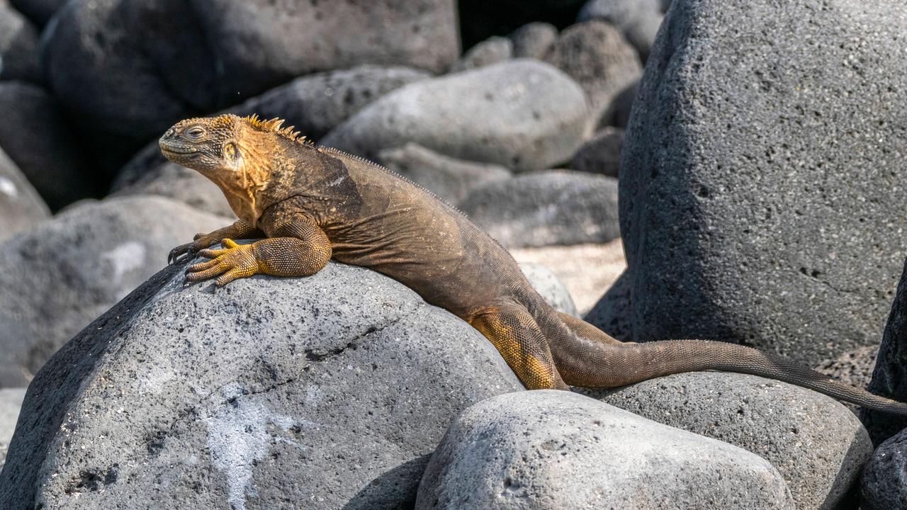 Ein erwachsener Galapagos-Landleguan (Conolophus subcristatus) sonnt sich auf einem Stein auf einer Galapagos-Insel. Die Galapagos-Inseln sind UNESCO-Weltkulturerbe. 