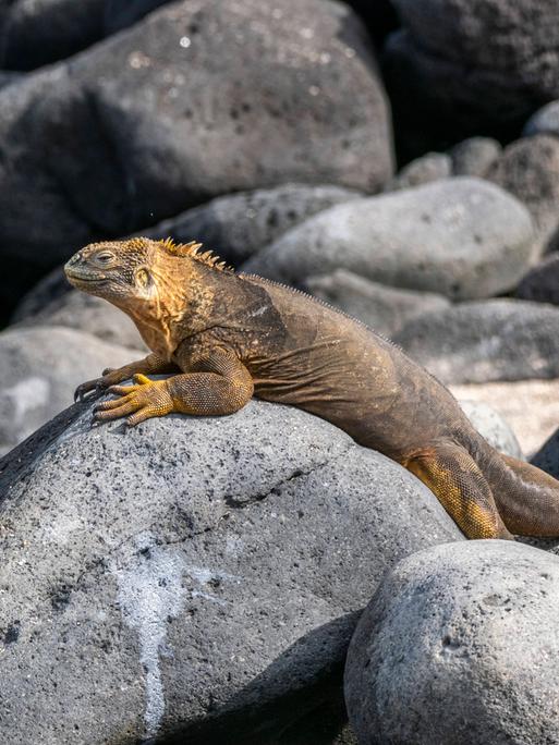 Ein erwachsener Galapagos-Landleguan (Conolophus subcristatus) sonnt sich auf einem Stein auf einer Galapagos-Insel. Die Galapagos-Inseln sind UNESCO-Weltkulturerbe. 