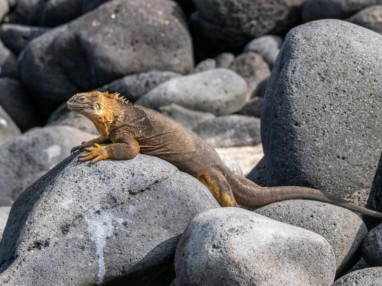 Ein erwachsener Galapagos-Landleguan (Conolophus subcristatus) sonnt sich auf einem Stein auf einer Galapagos-Insel. Die Galapagos-Inseln sind UNESCO-Weltkulturerbe. 