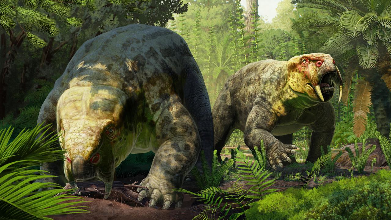 Die im Südwesten Tansanias gefundene Spezies mit dem Namen Dinodontosaurus isiyavamanda lebte vor etwa 240 Millionen Jahren, also in der Frühzeit der Dinosaurier, wie das internationale Team um Hady George von der englischen Universität Bristol im «Journal of Vertebrate Paleontology» schreibt. 