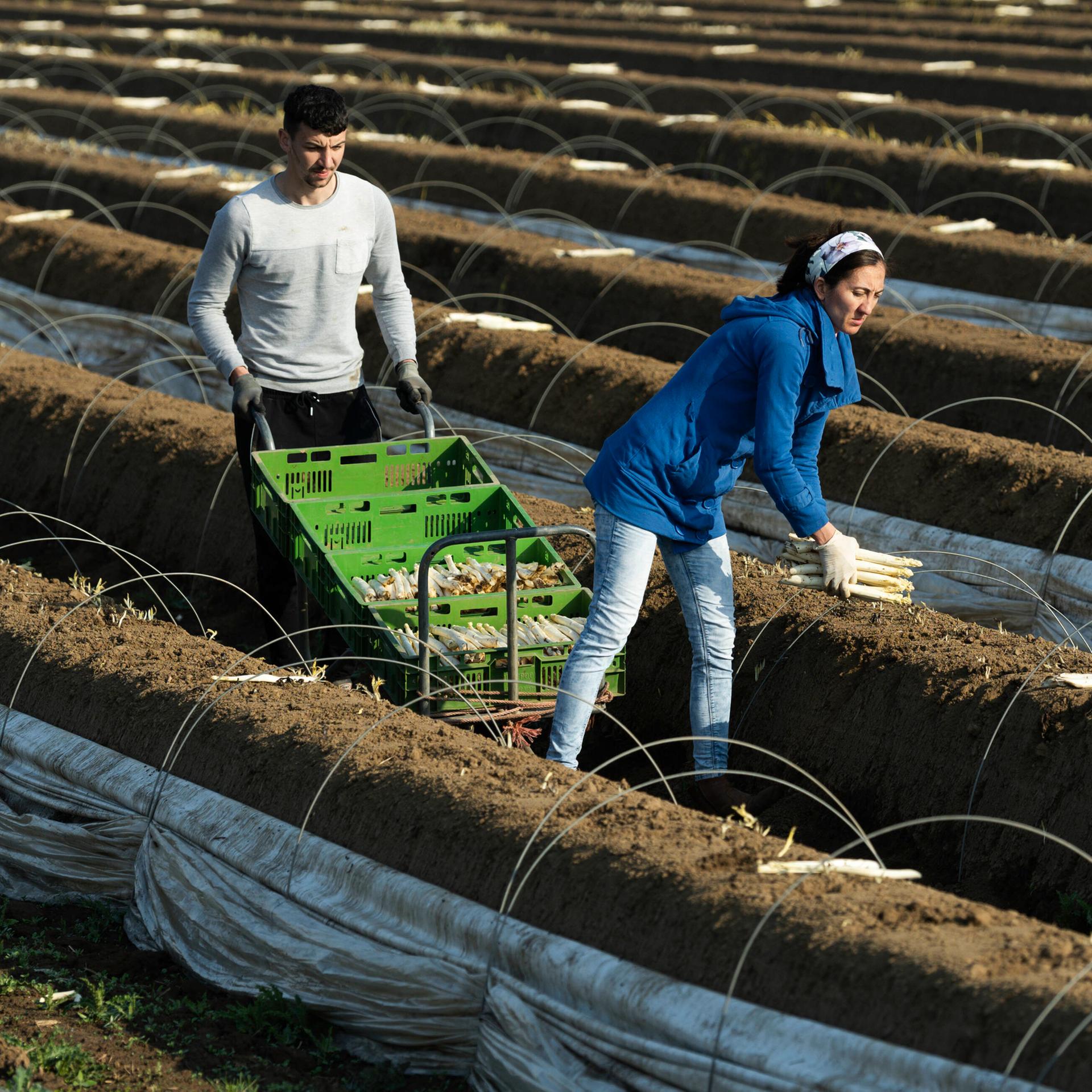 Rumänische Saisonarbeiter: Erntehelfer bei der Spargelernte bei Bornheim im Rhein.