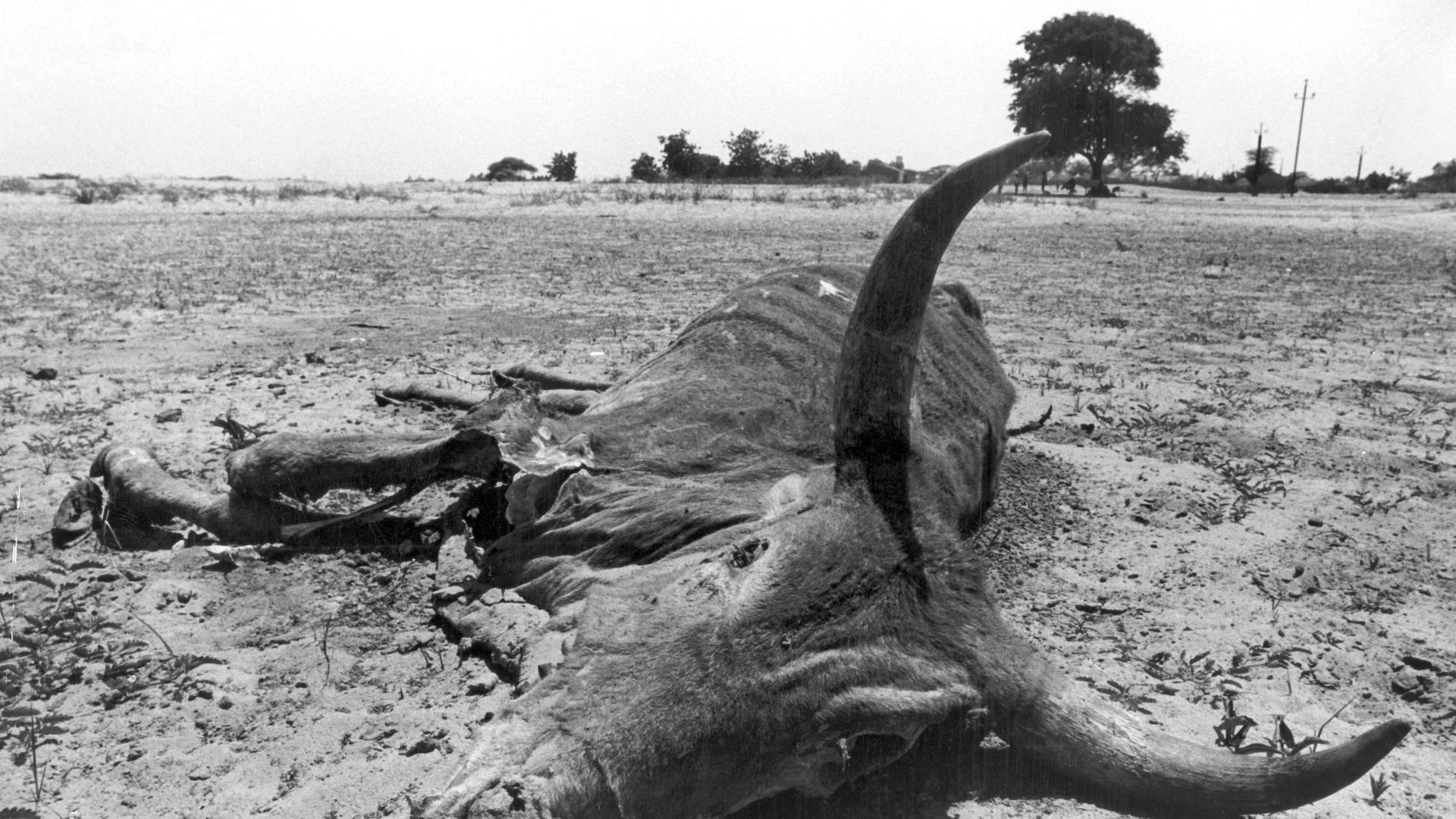 Kadaver eines Wasserbüffels in der Sahara in Mali