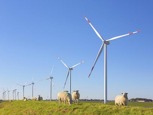 Mehrere große Windräder stehen in einer grünen Wiesenlandschaft unter klarem blauem Himmel. Im Vordergrund grasen mehrere Schafe. 