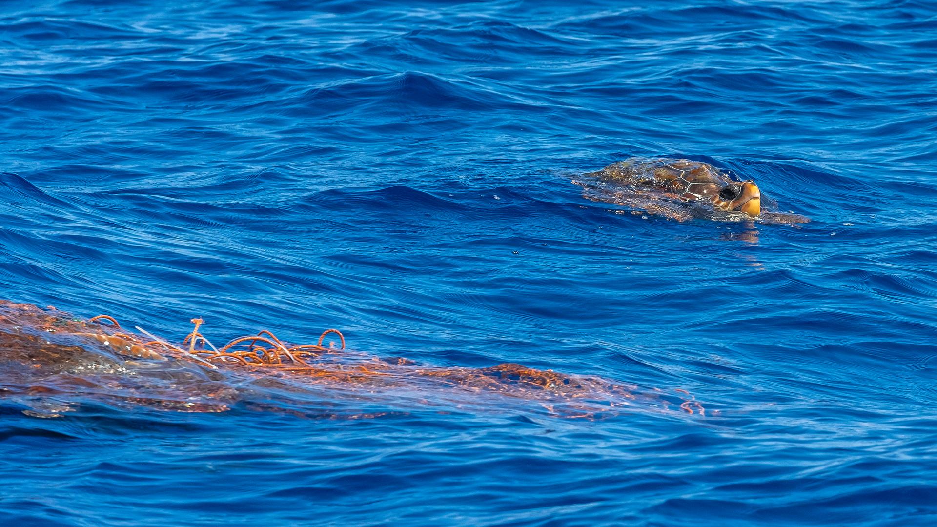 Ein Unechte Karettschildkroete schwimmt um ein Geisternetz, Azoren Ein Unechte Karettschildkroete schwimmt um ein Geisternetz, Azoren