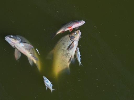 Tote Fische treiben im Wasser der Oder