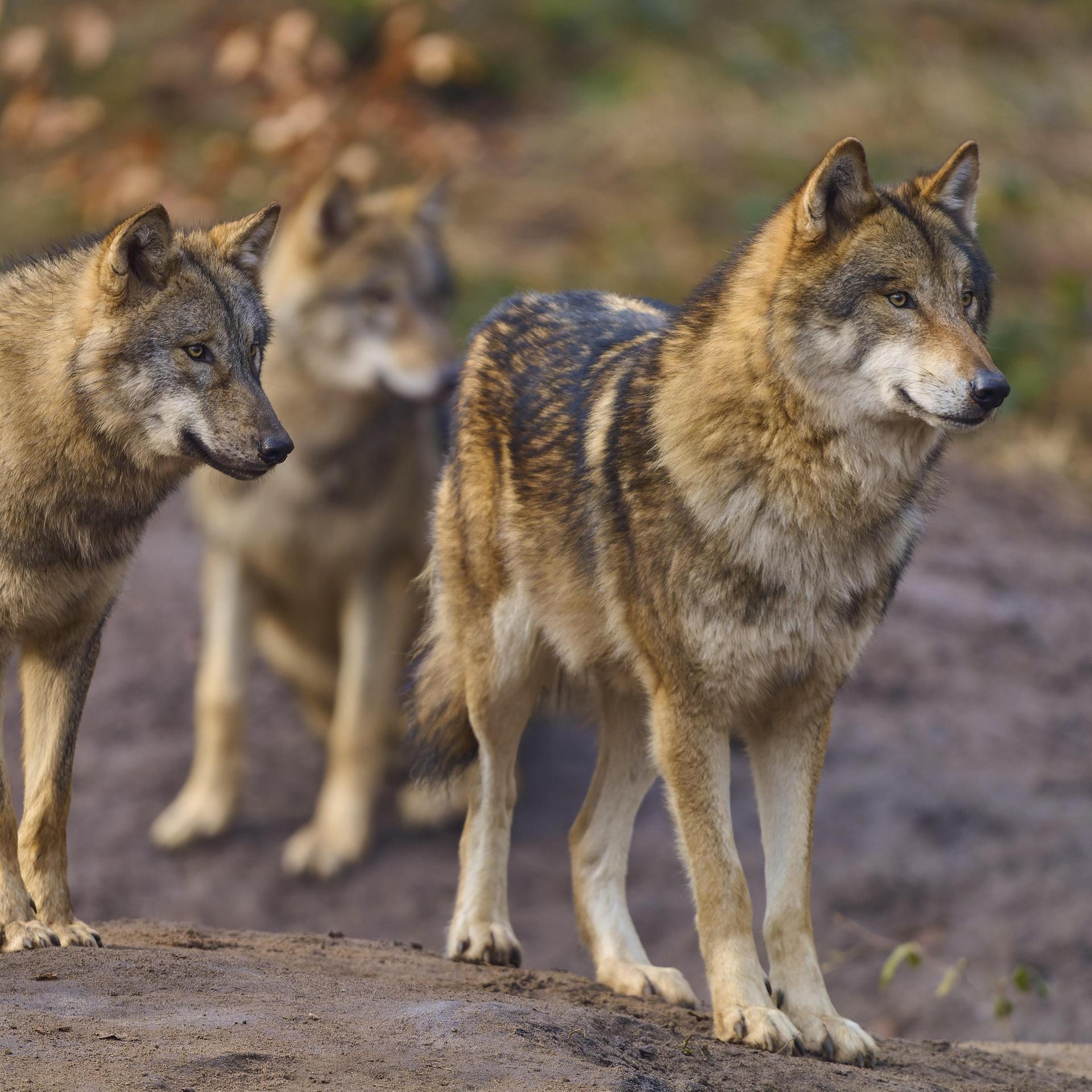Jagdgesetz - Bundeslandwirtschaftsminister verteidigt geplanten leichteren Abschuss von Wölfen