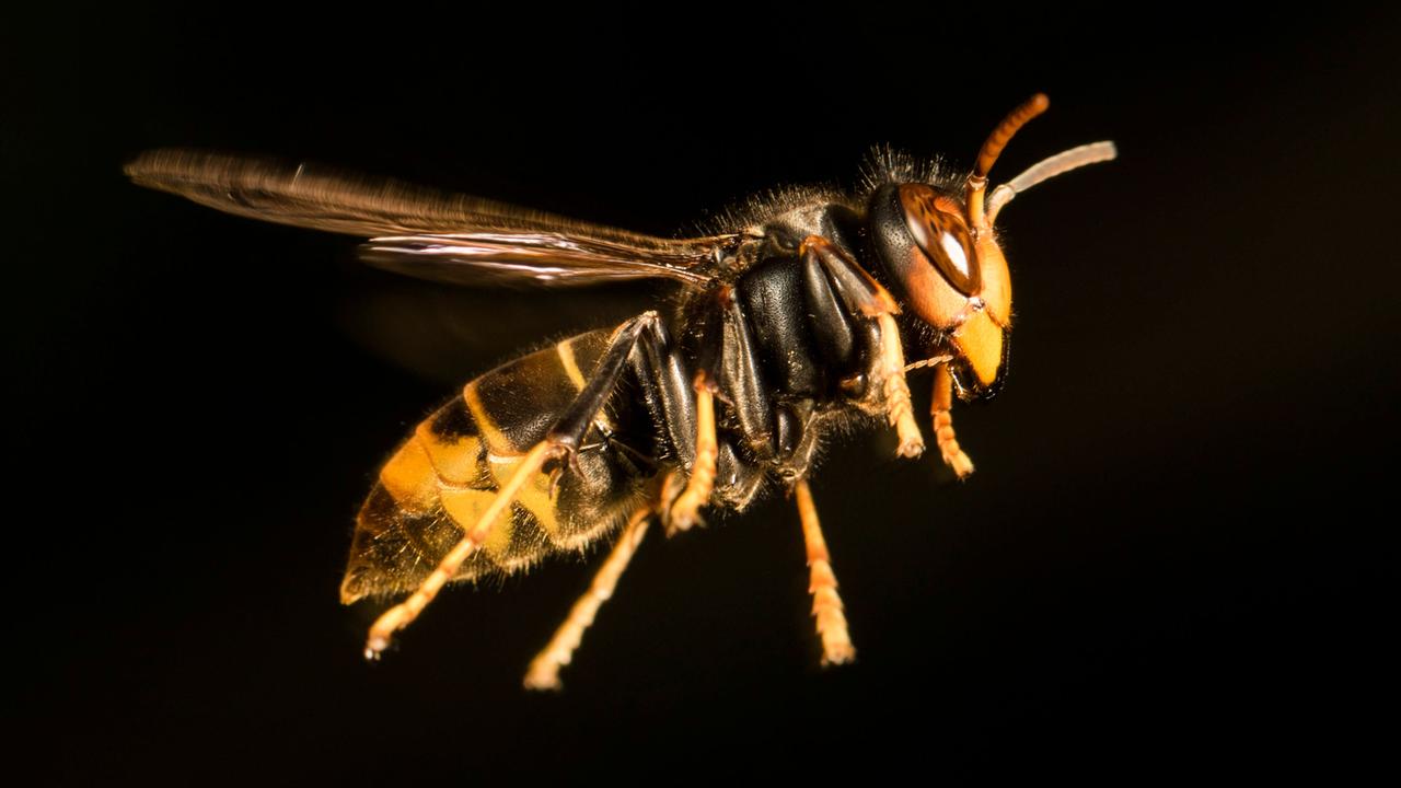 Invasive Art - Asiatische Hornisse breitet sich weiter aus