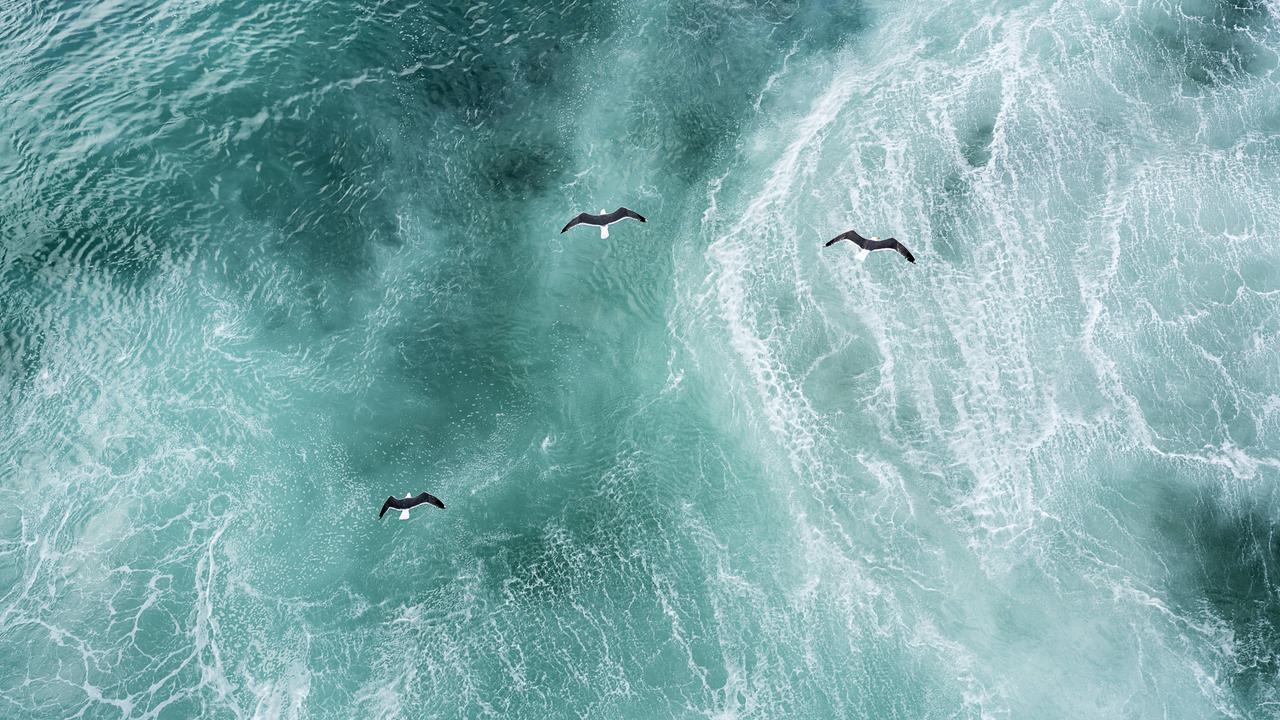 Drei Möwen fliegen über den aufgewühlten Nordatlantik.